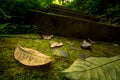 Autumn leaves on mossy trail Royalty Free Stock Photo