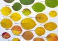 Autumn leaves. Multicolored bright leaves isolated on white background