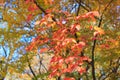 Autumn leaves in Musashino park, Tokyo Royalty Free Stock Photo