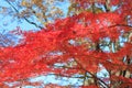 Autumn leaves in Musashino park, Tokyo Royalty Free Stock Photo