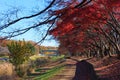 Autumn leaves in Musashino park, Tokyo Royalty Free Stock Photo