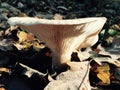 Autumn leaves and mushroom in fields