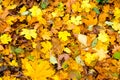 Autumn leaves natural background. Beautiful bright colorful foliage Royalty Free Stock Photo