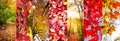 Autumn leaves and nature landscapes panoramic collage