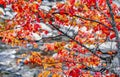 Autumn leaves New Hasmpshire Royalty Free Stock Photo