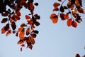 Autumn leaves next to fall. Background Royalty Free Stock Photo