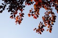 Autumn leaves next to fall. Background Royalty Free Stock Photo