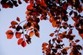 Autumn leaves next to fall. Background Royalty Free Stock Photo