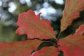 Autumn leaves of the Northern red oak Quercus rubra