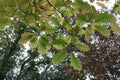 Autumn leaves of the Northern red oak Quercus rubra