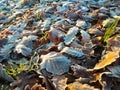 Autumn leaves frost morning sunlight close up