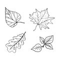 Autumn leaves: oak, maple, alder, Linden. Hand-drawn doodle illustration for adult coloring books.