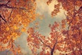 Autumn leaves of oak on the sky background. Photo in retro style. Added paper texture. Toned image