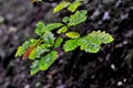 Autumn leaves oak