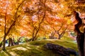 Autumn leaves in Okayama castle park, Japan Royalty Free Stock Photo