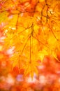 Autumn leaves in Okayama castle park, Japan Royalty Free Stock Photo