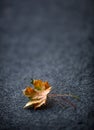 Autumn Leaves one or two freely laid on dark carpet Royalty Free Stock Photo
