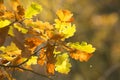 Autumn Royalty Free Stock Photo