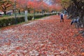 Autumn leaves in Osaka park, Japan