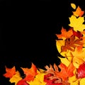 Autumn Leaves over Black Background