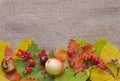 Autumn Leaves over Burlap Royalty Free Stock Photo