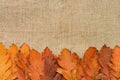 Autumn Leaves over Burlap background Royalty Free Stock Photo