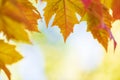 Autumn leaves over sunny background, multi colored leaves sunset copy space, colorful fall backdrop Royalty Free Stock Photo