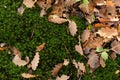 Autumn leaves over a layer of a beautiful green moss Royalty Free Stock Photo