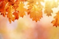 Autumn leaves over sunny background, multi colored leaves sunset copy space, colorful fall backdrop Royalty Free Stock Photo