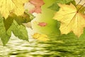 Autumn leaves over water Royalty Free Stock Photo