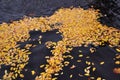 Autumn leaves over water Royalty Free Stock Photo