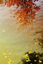 Autumn leaves over water Royalty Free Stock Photo