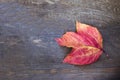Autumn red leaf lies on the old wooden background