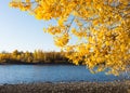 Autumn Leaves over Yellowstone River Royalty Free Stock Photo