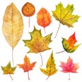 Autumn leaves painted by watercolor of mixed colors of green, yellow, red, orange and brown Royalty Free Stock Photo