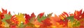 Autumn Leaves Panorama Royalty Free Stock Photo