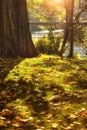 Autumn leaves in the park along river Gera in Erfurt