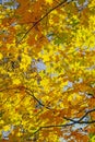 Autumn Leaves in the Park