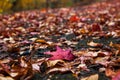 Autumn leaves on a path Royalty Free Stock Photo