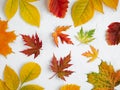 Autumn leaves pattern. October mockup, autumnal flat composition, colorful creative template, seasonal card with minimal