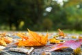 Autumn leaves on pavement