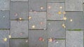 Autumn leaves on pavement background. Royalty Free Stock Photo