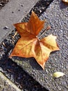 Autumn leaves on pavement background Royalty Free Stock Photo