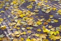 Autumn leaves on the pavement background Royalty Free Stock Photo