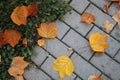 Autumn leaves on the pavement