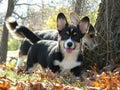 Corgis of fall Royalty Free Stock Photo