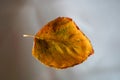 Beautiful Autumn Leaf On Blurred Background