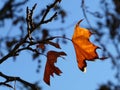 Autumn leaves of plane tree with back light Royalty Free Stock Photo