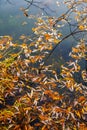 Autumn leaves in the pond. Colorful autumn leaves in the pond water, floating autumn leaf. October weather, November Royalty Free Stock Photo