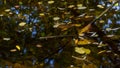 Autumn leaves in a pond Royalty Free Stock Photo